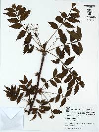 Bursera penicillata image