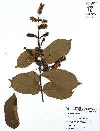 Combretum laxum image