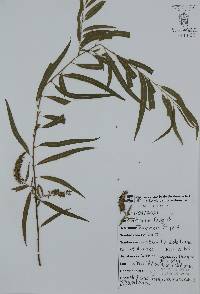 Salix humboldtiana image