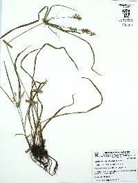 Cyperus hermaphroditus image