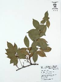 Rourea glabra image