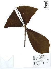 Terminalia catappa image