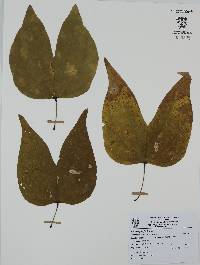 Bauhinia pringlei image