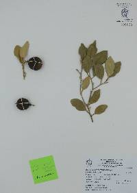 Citrus x aurantiifolia image
