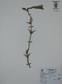 Vachellia hindsii image