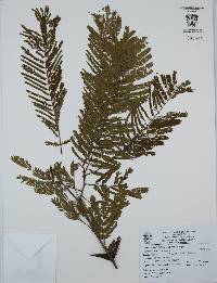 Vachellia hindsii image