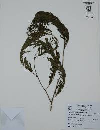 Vachellia hindsii image
