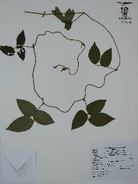 Vigna vexillata image