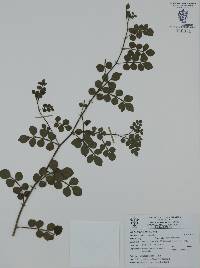 Zanthoxylum fagara image