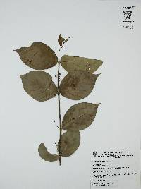 Malpighia ovata image