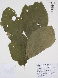 Luehea candida image