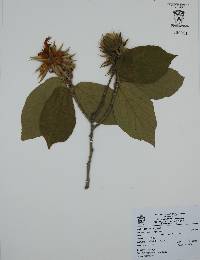 Luehea candida image
