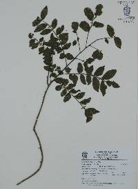 Zanthoxylum fagara image