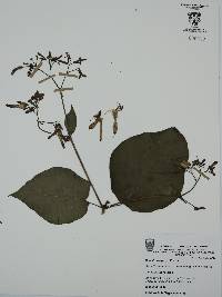 Mirabilis jalapa image
