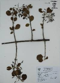 Pisonia capitata image