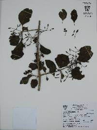 Pisonia capitata image