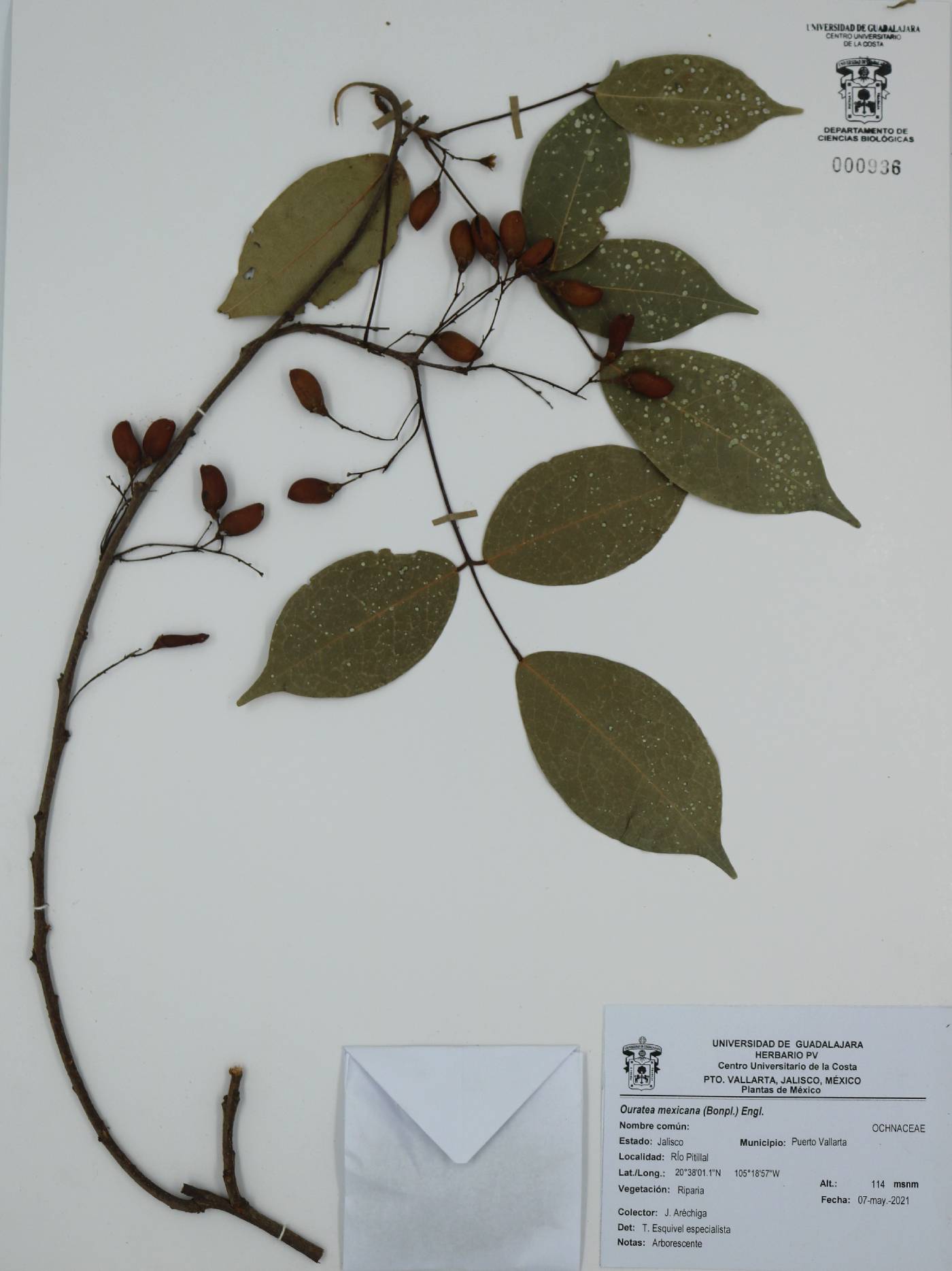Ouratea mexicana image