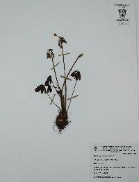 Oxalis jacquiniana image