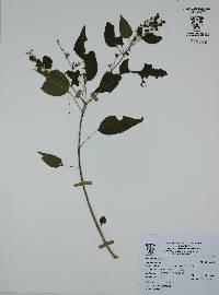 Rivina humilis image