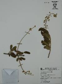 Stegnosperma cubense image