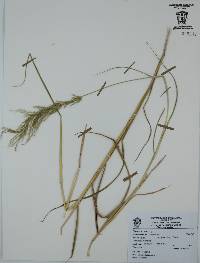 Digitaria insularis image
