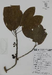Sideroxylon capiri image