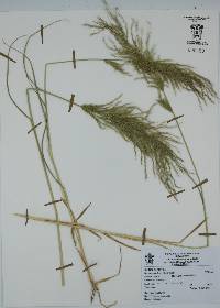 Digitaria insularis image