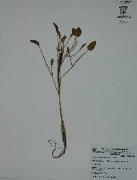 Heteranthera limosa image