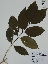 Coffea arabica image
