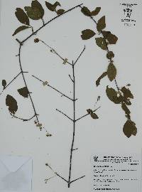 Guettarda elliptica image