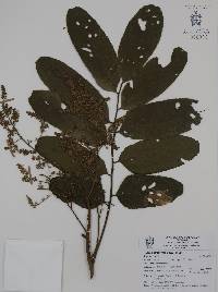 Cupania dentata image