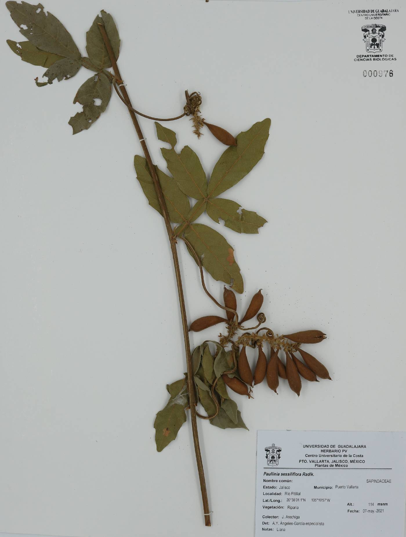 Paullinia sessiliflora image