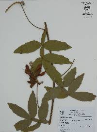 Paullinia sessiliflora image