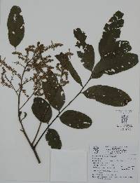 Cupania dentata image