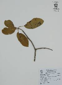 Sideroxylon capiri image