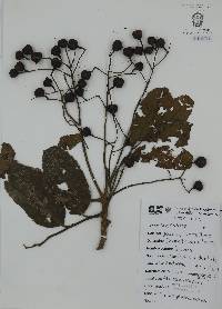 Cupania dentata image