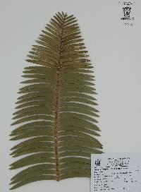 Dioon tomasellii image