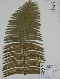 Dioon tomasellii image