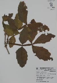 Paullinia sessiliflora image