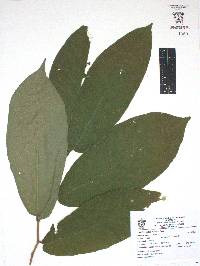 Castilla elastica image
