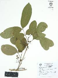 Guarea glabra image