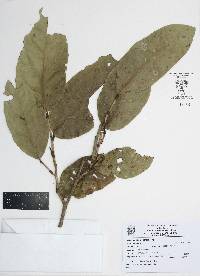 Coccoloba barbadensis image