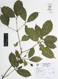 Piper jaliscanum image