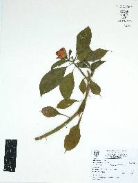Leuenbergeria bleo image