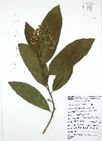 Ehretia tinifolia image