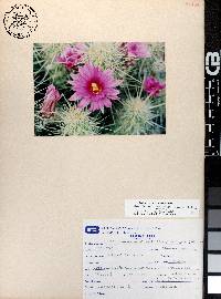 Echinocereus brandegeei image