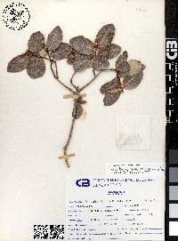 Rhus kearneyi image