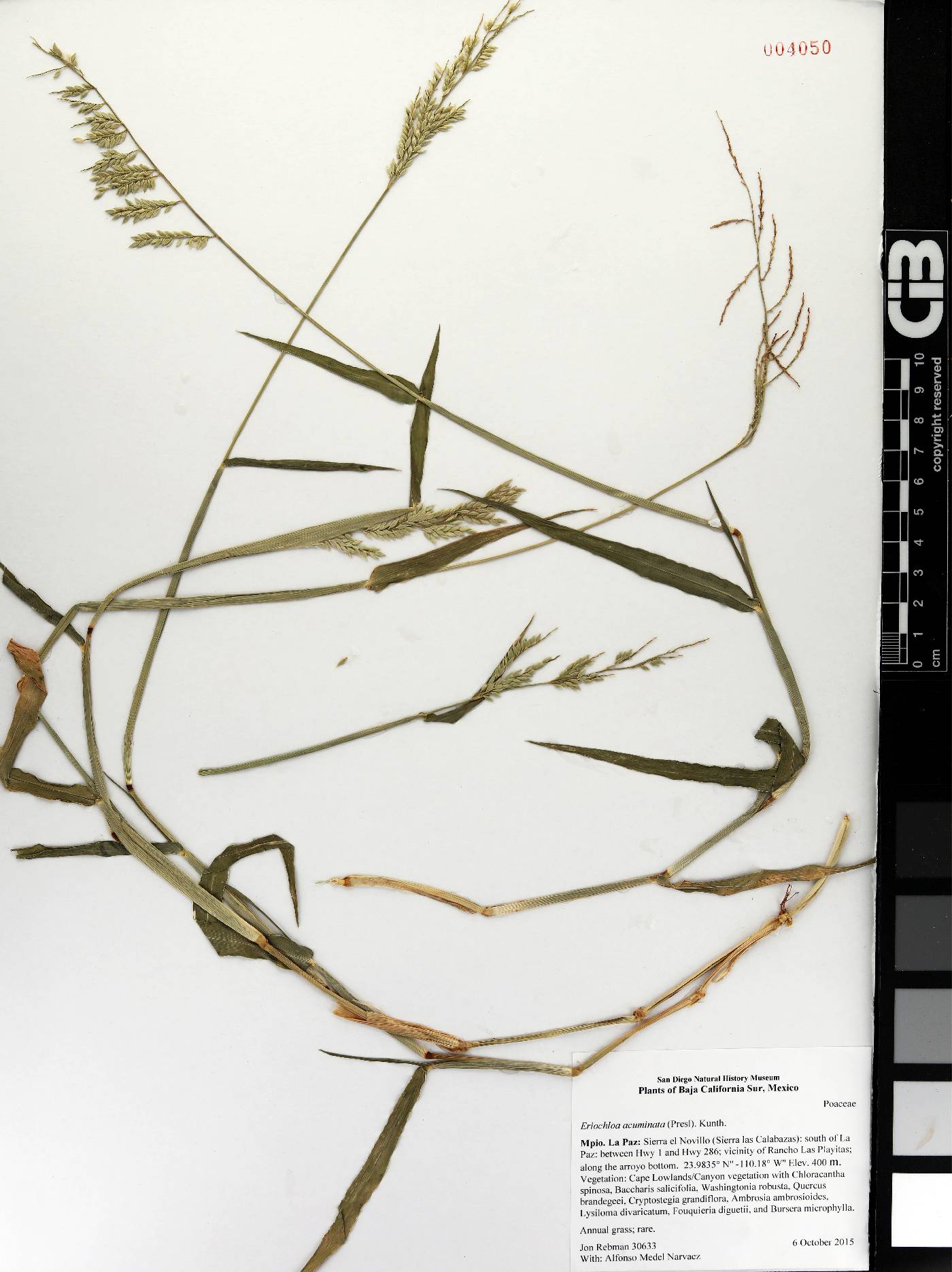 Eriochloa acuminata acuminata image