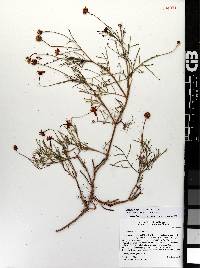 Bidens xanti image