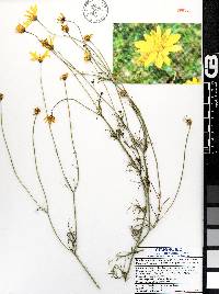 Bidens xanti image